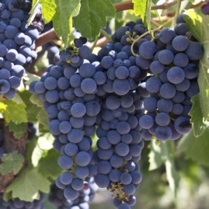 Sangiovese