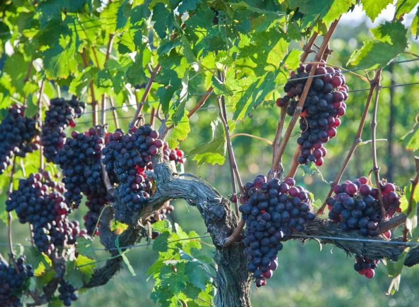 Grapes