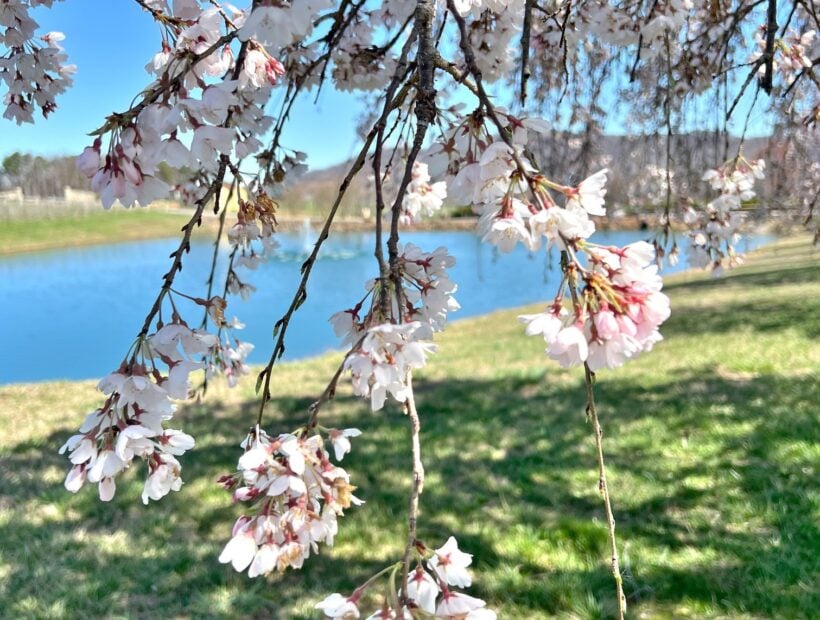 Trees in Bloom1